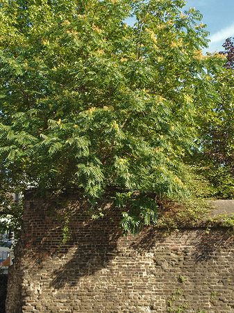 Burgmauer mit Busch Fotos