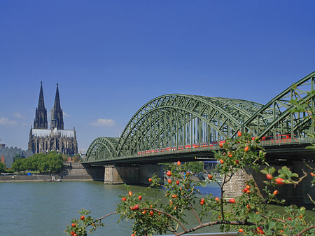 Foto Strauch vor Hohenzollernbrücke