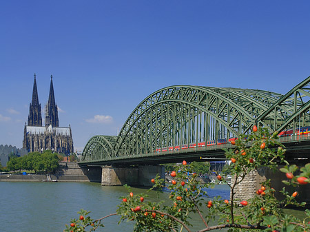 Strauch vor Hohenzollernbrücke Fotos