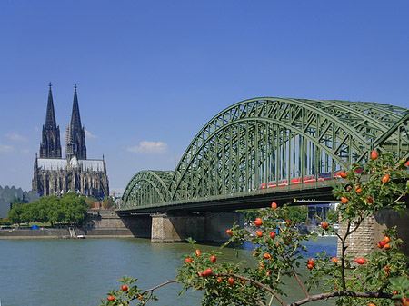 Foto Strauch vor Hohenzollernbrücke