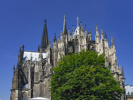 Foto Kölner Dom mit Baum