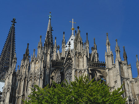 Foto Kölner Dom mit Baum - Köln