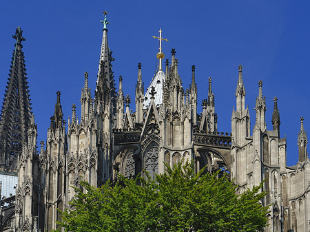 Foto Kölner Dom mit Baum