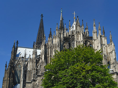 Kölner Dom mit Baum Fotos