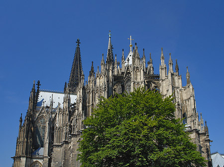 Fotos Kölner Dom mit Baum