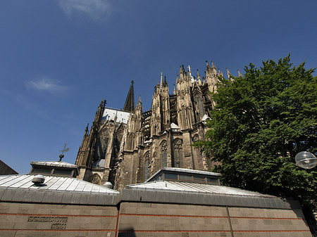 Fotos Kölner Dom mit Baum