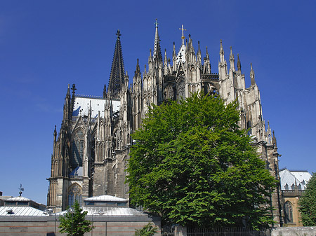 Fotos Kölner Dom mit Baum | Köln