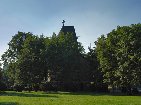 Foto Sachsenturm hinter Busch - Köln