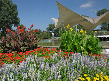 Foto Tanzbrunnen im Rheinpark